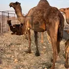 ناقتين ملاقيات من 6800 تم البيع