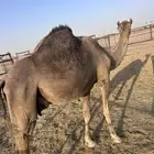للبيع مموت الي يبي ضيار ولا منيحه