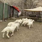 بهم ذبايح كايف وسمان مقفل