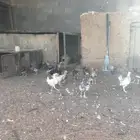 فروخ دجاج بلدي