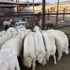 طليان وتيووس ذبائح نظيفه ع الشرط ( سلخ وتوصيل )