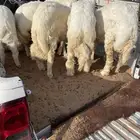 ذبائح حري فاخر