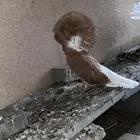 حمام جكوبين