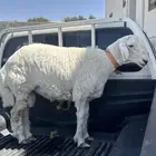 طلي للبيع مبدا وذبح كفو