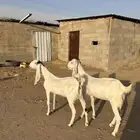 عنز ثنيه معزا دفيع ثنايا هولنديه حجازيه