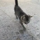 قطه للتبني مسكينة لوجه الله