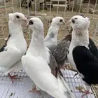 حمام زاجل مكتف فاخر للبيع