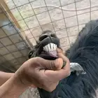 عنز
