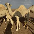قعود