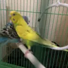 طيور الحب