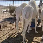 حشو نظيف العدد 6