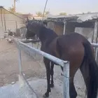 خيل شعبي
