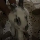 ارنب هولندي اليف