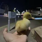طير بطه صغيره للبيع