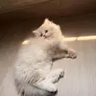 قطة أنثى هيمالايا للبيع