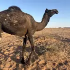 للبيع. ناقة