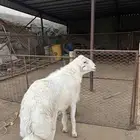 فحل ضان كفو