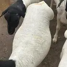 برابر ورفيديات