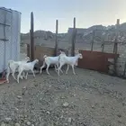 معزا بيشيات برص ثنتين تحتها جفره وتيس ذبايح