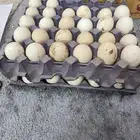 بيض فيومي