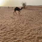 قعود اصفر دبياني عمره فوق ست اشهر تحت ومهر طيب بالحيل