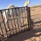 قعود باتلي الموقع ضليع رشيد.