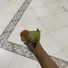 للبيع عصفور روز العمر 5 شهور هدد اليف مع الصغير والكبير