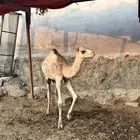 قعود لباني شحم ولحم