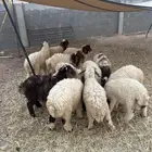 بهم خرفان العدد 15