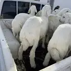 خرفان