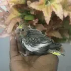 فروخ كروان ( تم البيع )