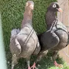 حمام هزاز شيكر كوبرا