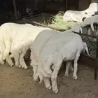 للبيع طليان انظاف شعره وشرح