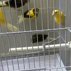 للبيع مجموعة كناري ( تم البيع)