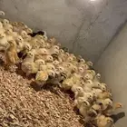 صوص بلدي