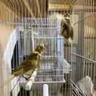 للبيع فروخ كناري