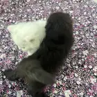 قطط