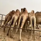 قعدان كفو
