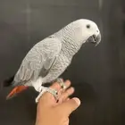 فرخ كاسكو حمامه وثلجي