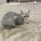 ضايعه