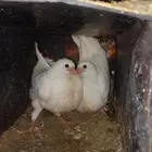 زغاليل حمام