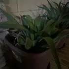 شجر صبار زينه طبيعي للبيع