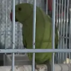 دره وحش