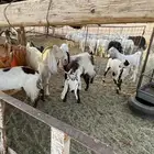 معزا مشاريك