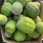 ترنج انتاج القطيف ( بالجملة و المفرد )