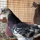 اجواز قطايف للبيع