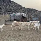 ضان صنف العدد 13