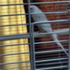 Australia parrot for sale