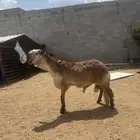 فحل سواكني صنف دورماني