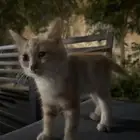 قطه تبني عمرها شهرين اعرضها لمن يخاف الله فيها